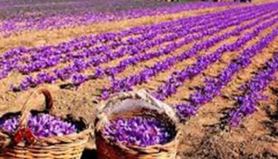 زعفران ایران به نام اسپانیا به 40 کشور صادر می‌شود