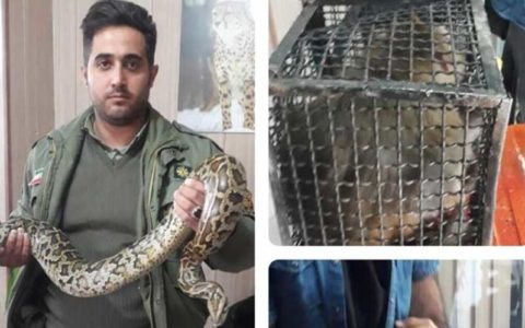 میمون و مار پیتون، کشفیات محیط زیست در ملارد 1 میمون و مار پیتون، کشفیات محیط زیست در ملارد