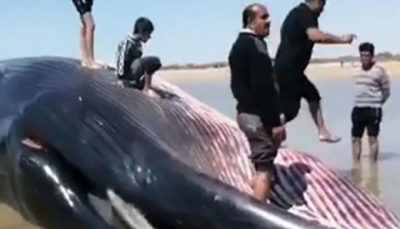 به گل نشستن نهنگ ۱۸ متری در بندر دیلم (فیلم)