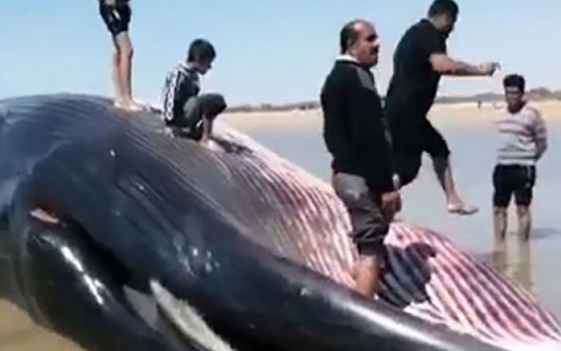 به گل نشستن نهنگ ۱۸ متری در بندر دیلم (فیلم) - Baztab