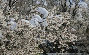 بهار-برفی-در-روستاهای-قم!