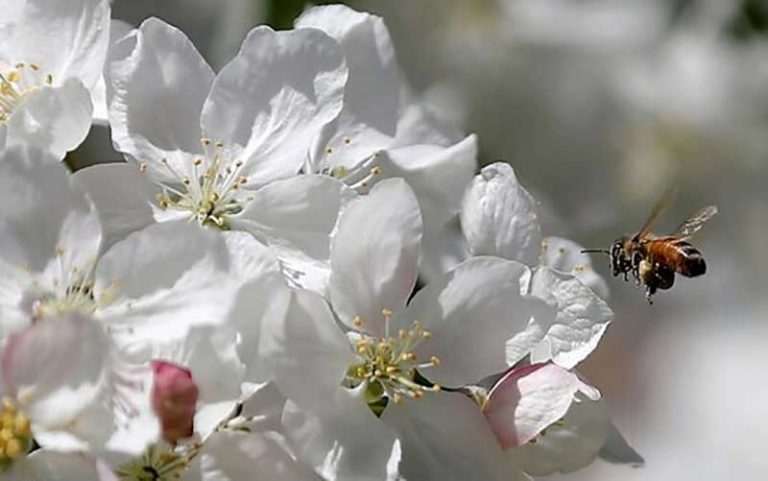 راهکاری-برای-پاکسازی-کبد-و-سبک-شدن-بدن-در-بهار