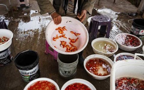 فروش ماهی قرمز نوروز ممنوع شود 1 فروش ماهی قرمز نوروز ممنوع شود