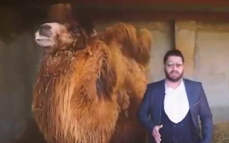 تبلیغ-کننده-مزایای-نوشیدن-ادرار-شتر-بازداشت-شد