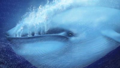 تصویری عجیب از قلب غول‌پیکر یک نهنگ! (عکس)