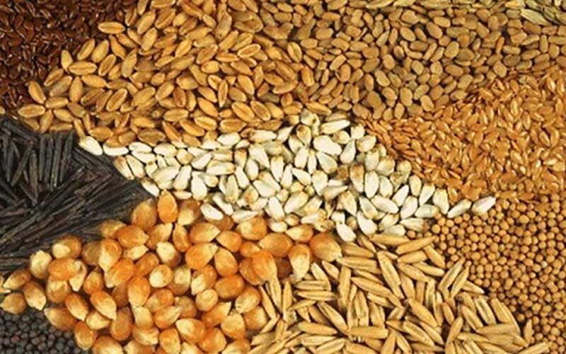 افزایش-قیمت-خوراک-دام-در-بازار-جهانی