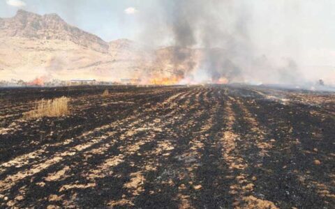 خطای انسانی، ۱۶۰ هکتار از محصول جو و گندم فارس را طعمه حریق کرد 1 خطای انسانی، ۱۶۰ هکتار از محصول جو و گندم فارس را طعمه حریق کرد