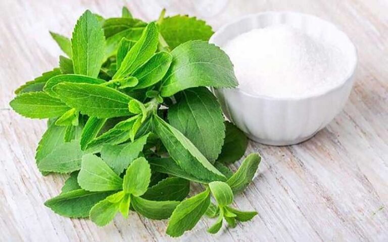 عصاره-گیاه-استویا-موجب-کاهش-علائم-بیماری-کبد-چرب-می-شود