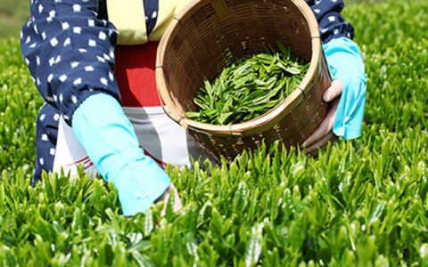 چرا چای بیشترین افزایش قیمت را در سال گذشته تجربه کرد؟ 1 چرا چای بیشترین افزایش قیمت را در سال گذشته تجربه کرد؟
