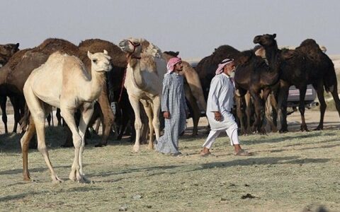 بیمارستان شتر در عربستان دایر شد بیمارستان شتر در عربستان دایر شد