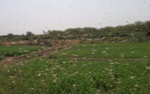ریزش-جدید-ملخ-صحرایی-در-شهرستان-مرزی-میرجاوه