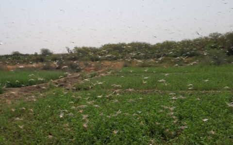 ریزش جدید ملخ صحرایی در شهرستان مرزی میرجاوه 1 ریزش جدید ملخ صحرایی در شهرستان مرزی میرجاوه