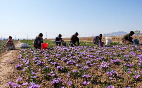 چه مقدار زعفران در کشور تولید می شود؟/ هر کیلو زعفران چند؟ چه مقدار زعفران در کشور تولید می شود؟/ هر کیلو زعفران چند؟