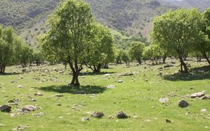 وزش-باد-شدید-و-گردوخاک-در-شرق-کشور