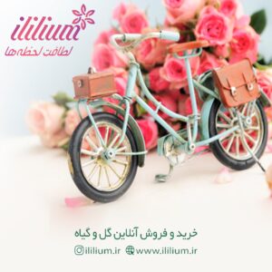 گل آنلاین "آی لیلیوم" سفارش در کوتاه ترین زمان