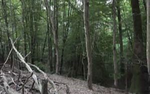 ۵۶۰۰-هکتار-جنگل‌-در-اختیار-یک-شخص!