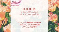 آی لیلیوم