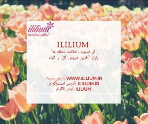 آی لیلیوم