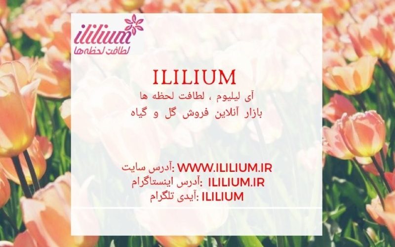 آی لیلیوم