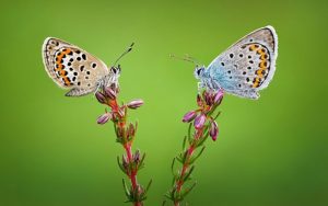 برندگان-جایزه-جهانی-عکاسی-ماکرو-به-روایت-تصاویر