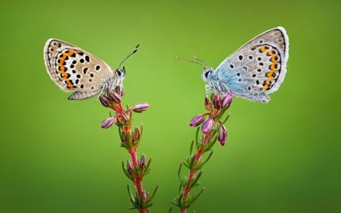 برندگان جایزه جهانی عکاسی ماکرو به روایت تصاویر