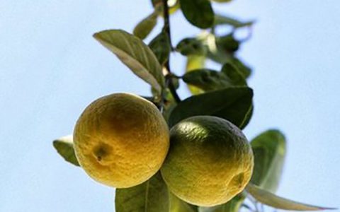 برداشت لیمو ترش /عکس