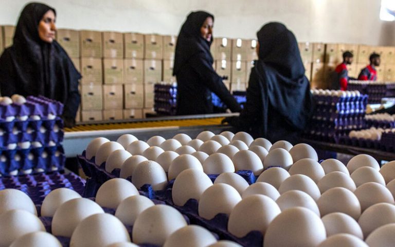 توزیع-تخم-مرغ-با-نرخ-مصوب-در-کشور-آغاز-شد