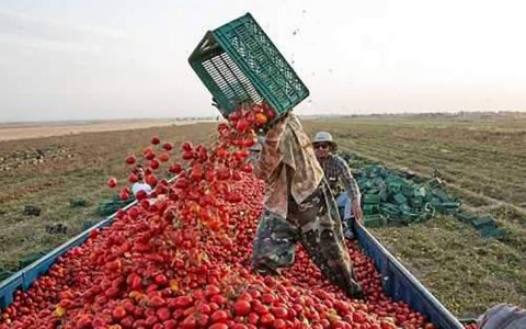 قیمت خرید حمایتی سیب صنعتی و گوجه فرنگی تعیین شد قیمت خرید حمایتی سیب صنعتی و گوجه فرنگی تعیین شد