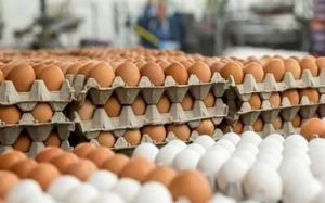 چرا-قیمت-تخم‌مرغ-به-اوج-رسید؟