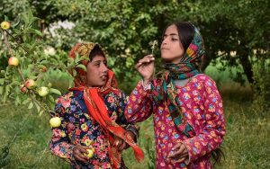 بچه‌گرگ‌های دره سیب