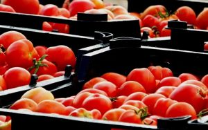 جزییات-معطلی-کامیون‌های-حامل-گوجه‌فرنگی-صادراتی-در-مرز-عراق