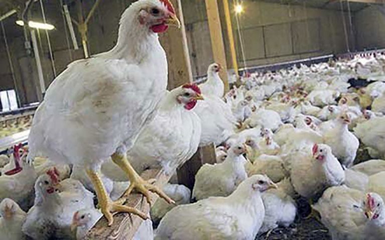 زنگ-خطر-ورود-بیماری-آنفلوانزا-پرندگان-به-صدا-درآمد