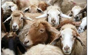 توقیف-بزرگترین-محموله-قاچاق-دام-زنده-به-کشورهای-حوزه-خلیج-فارس