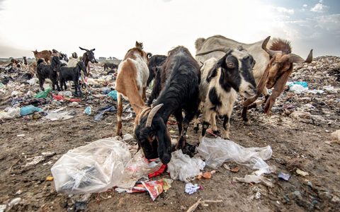 حیوانات اهلی گرفتار پسماند بیمارستانی – اهواز