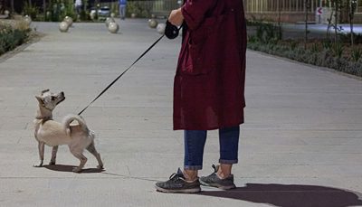 سگ‌گردانی در بوستان ها مطابق مقررات جاری کشور ممنوع است