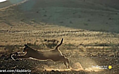 مهارت یک گربه سان در پرشی خارق‌العاده / فیلم