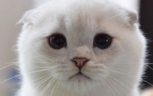 نمایشگاه-گربه‌ای