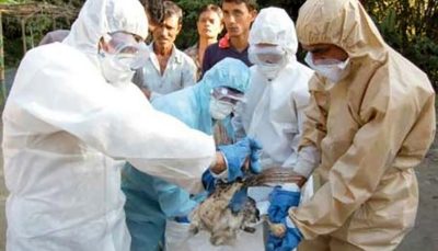 هشدار در خصوص خطر شیوع آنفلوآنزای فوق حاد پرندگان