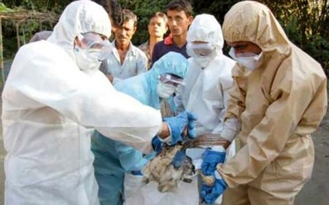 هشدار در خصوص خطر شیوع آنفلوآنزای فوق حاد پرندگان 1 هشدار در خصوص خطر شیوع آنفلوآنزای فوق حاد پرندگان