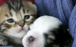 تصاویری-از-همزیستی-و-دوستی-های-عجیب-در-دنیای-حیوانات