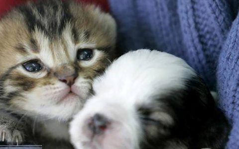 تصاویری از همزیستی و دوستی های عجیب در دنیای حیوانات
