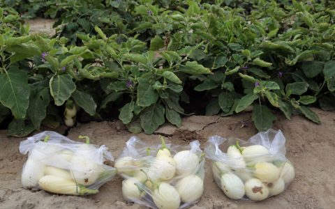 تولید بادمجان سفید در هرمزگان برای نخستین بار