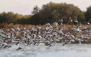 شناسایی-دومین-کانون-آنفلوانزای-فوق-حاد-پرندگان-در-مازندران