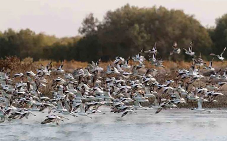 شناسایی-دومین-کانون-آنفلوانزای-فوق-حاد-پرندگان-در-مازندران