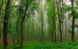 آتش-سوزی-سطحی-در-۵۶-هکتار-از-جنگل‌های-گیلان-در-سه-روز