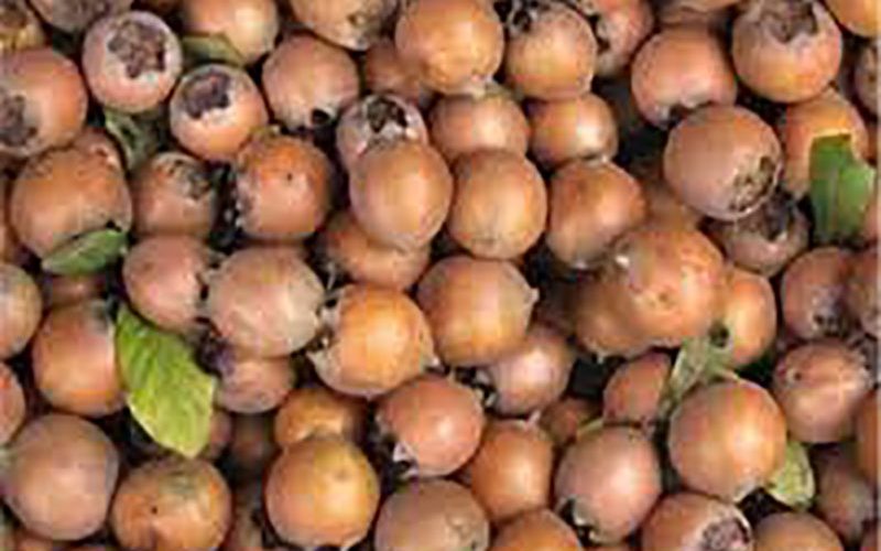 کم-خونی-خود-را-با-خوردن-این-میوه-جبران-کنید