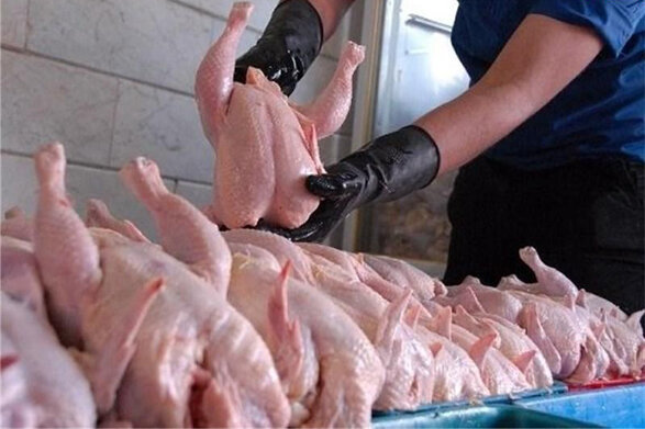 تهران صادرکننده مرغ نیست/ کاهش قیمت مرغ در روزهای آتی