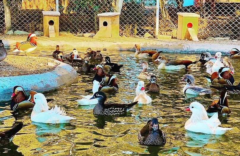 فاجعه ای که به قلع و قمع هزاران پرنده منجر شد/ مقصر کشتار صد ها گونه پرنده کم یاب در باغ پرندگان قم کیست؟ باغ پرندگان قم