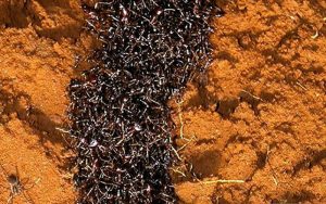 روحیه-غارتگری-مورچه-ها