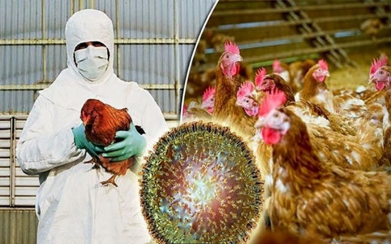 مشاهده-آنفلوانزای-فوق-حاد-پرندگان-در-باغ-پرندگان-قم